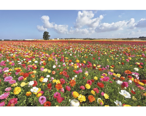 Papier peint panoramique intissé 18347 Garden Buttercups 7 pces 350 x 260 cm Champ de fleurs avec des fleurs colorées sous un ciel bleu
