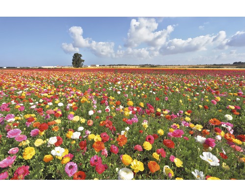 Fototapete Vlies 18347 Garden Buttercups 7-tlg. 350 x 260 cm