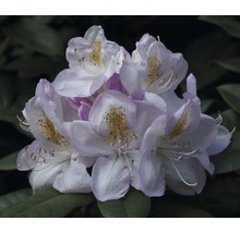 Easydendron Rhododendron Inkarho® 'Gomer Waterer' h 30-40 cm Co 5 l rhododendron pour sol calcaire