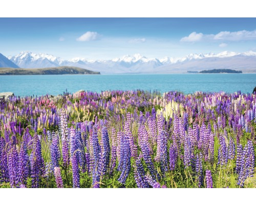 Papier peint panoramique intissé 18349 Montain Lake with Flowers 7 pces 350 x 260 cm Paysage avec champ de lupins, lac et montagnes en arrière-plan