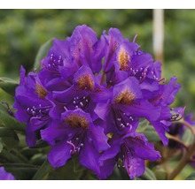 Easydendron Rhododendron Inkarho® 'Marcel Menard' h 25-30 cm Co 5 l rhododendron pour sol calcaire