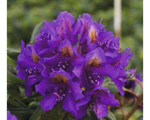 Easydendron Rhododendron Inkarho® 'Marcel Menard' h 25-30 cm Co 5 l rhododendron pour sol calcaire