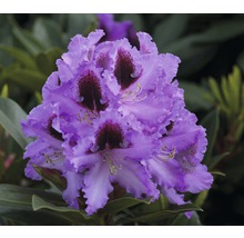 Gros plan d''une fleur de rhododendron mauve