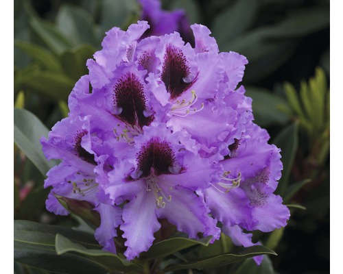Gros plan d''une fleur de rhododendron mauve