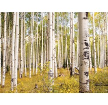 Forêt de trembles