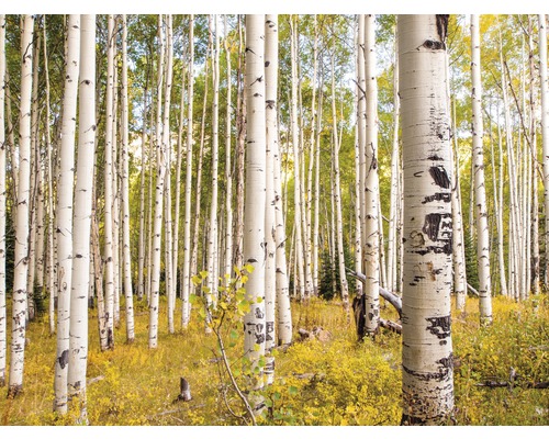 Papier peint panoramique intissé 18357 Birches in Rocky Mountains 7 pces 350 x 260 cm Forêt de trembles
