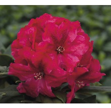 Nahaufnahme einer rot blühenden Rhododendron Pflanze.