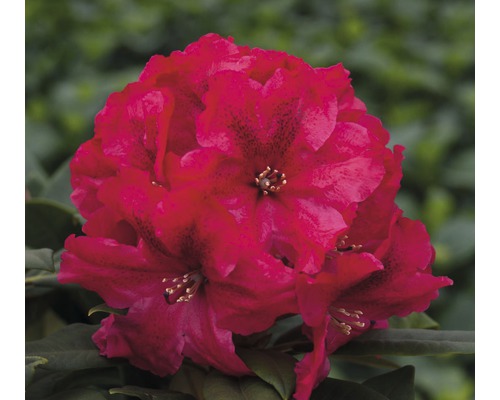 Easydendron Rhododendron Inkarho® 'Rabatz' h 25-30 cm Co 5 l rhododendron pour sol calcaire