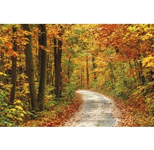 Weg durch herbstlichen Wald mit Laub auf dem Boden