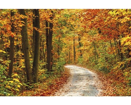 Papier peint panoramique intissé 18360 Pathway in Colorful Autumn 7 pces 350 x 260 cm