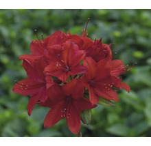 Roter Rhododendron in Blüte