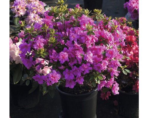 Azalée du Japon Rhododendron obtusum 'Rosinetta' ® H 20-30 cm Co 3 L