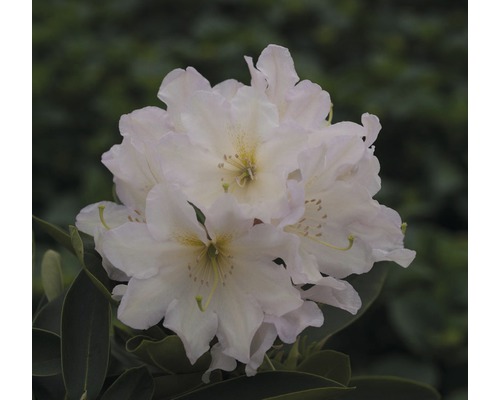 Easydendron Rhododendron Inkarho® 'Dufthecke Weiss' h 25-30 cm Co 5 l rhododendron pour sol calcaire