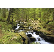 Ruisseau traversant une forêt avec des arbres et des pierres.