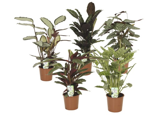 Calathée FloraSelf Calathea mélange h 80-85 cm pot Ø 17 cm assorti