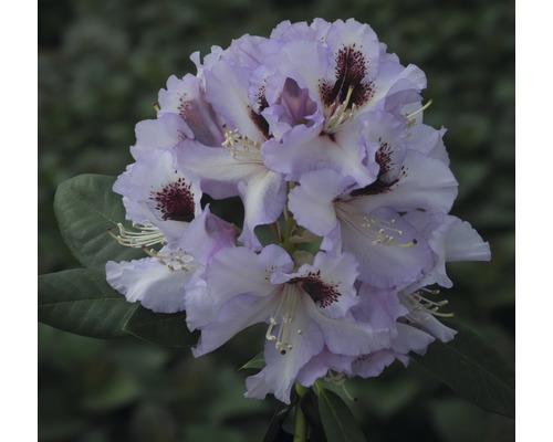 Alpenrose Rhododendron x Hybride 'Pinguin' H 25-30 cm Co 5 L - HORNBACH  Luxemburg