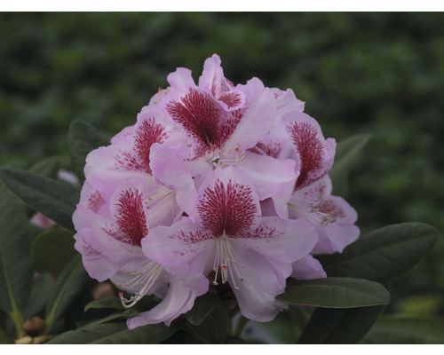 Nahaufnahme einer Rhododendronblüte