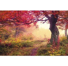 Scène de forêt automnale avec brouillard et feuilles mortes sur le sol