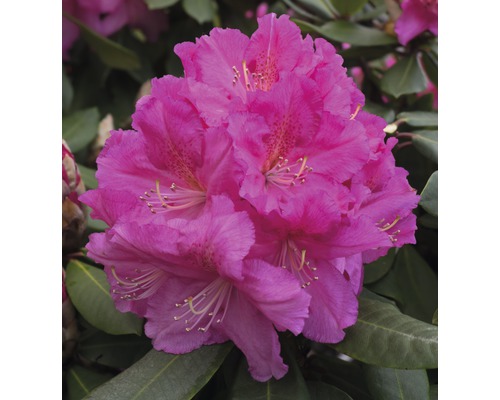 Rhododendron x Hybride 'Caruso' ® H 35-45 cm Co 7,5 L