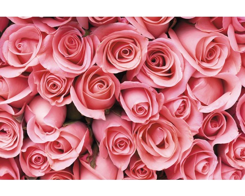 Papier peint panoramique intissé 18381 Pink Rose Flowers 7 pces 350 x 260 cm