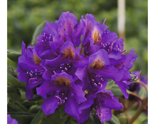 Rhododendron hybride 'Marcel Menard' h 30-40 cm Co 5 l