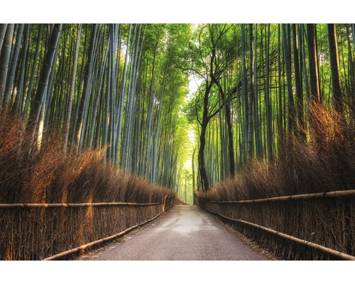 Papier peint panoramique intissé 18382 Bamboo Grove of Kyoto 7 pces 350 x 260 cm Chemin à travers une forêt de bambous avec une clôture en bois