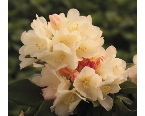 Rhododendron-boule Rhododendron degronianum ssp.yakushimanum 'Golden Torch' H 25-30 cm Co 5 l