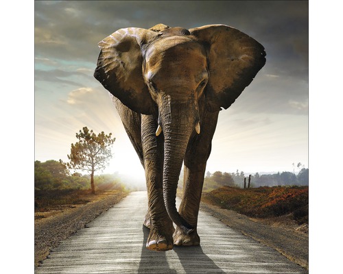 Tableau en verre Elephant 50x50 cm