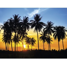 Silhouette de palmiers au coucher du soleil