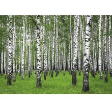 Forêt de bouleaux avec prairie verte