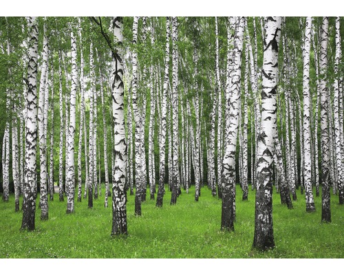 Papier peint panoramique intissé 18390 Summer Birch Forest 350 x 260cm 7 pces 350 x 260 cm Papier peint panoramique intissé 18390 Summer Birch Forest 350 x 260cm 7 pces 350 x 260 cm