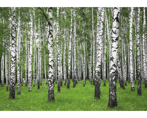 Papier peint panoramique intissé 18390 Summer Birch Forest 350 x 260cm 7 pces 350 x 260 cm