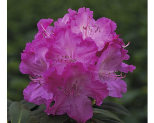 Rhododendron-boule Rhododendron degronianum ssp.yakushimanum 'Tatjana' H 25-30 cm Co 5 l