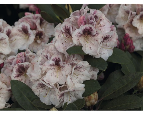Alpenrose Rhododendron x Hybride 'Princess Maxima' H 30-40 cm Co 5 L -  HORNBACH Luxemburg