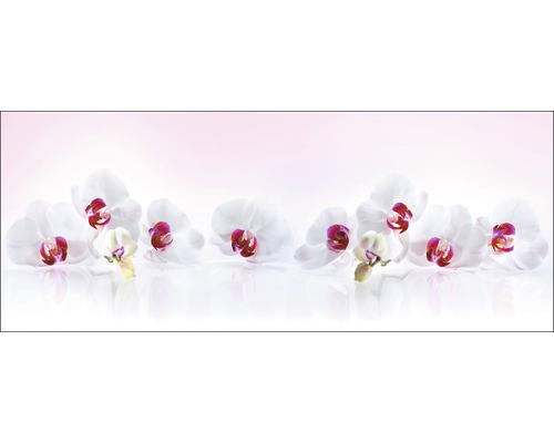 Weisse Orchideenblüten
