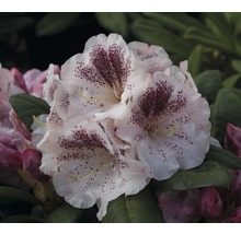 Alpenrose Rhododendron x Hybride 'Princess Maxima' H 40-50 cm Co 7,5 L, Großblumige Rhododendron