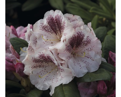 Rhododendron hybride 'Princess Maxima' H 40-50 cm Co 7,5 l