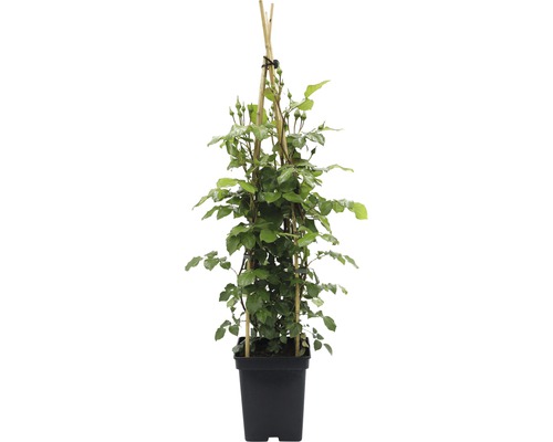 Kletterrose im Topf mit Rankhilfe