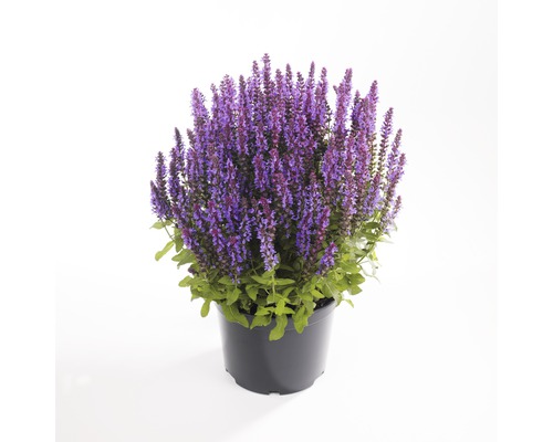 Sauge plante en pot