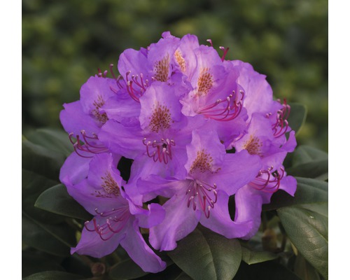 Rhododendron Hybride 'Pink Purple Dream' ® H 40-50 cm Co 7,5 l