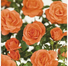 Orangefarbene Rosenblüten mit grünen Blättern