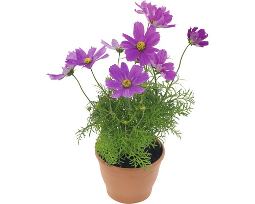 Cosmos bipinnatus pot Ø 13 cm