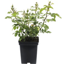 Rosenstrauch im Topf