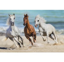 Trois chevaux galopent sur la plage