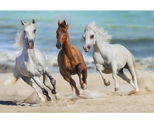 Papier peint panoramique intissé 18402 Horse Herd Run Gallop 7 pces 350 x 260 cm