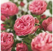 Nahaufnahme von rosa Rosenblüten mit grünen Blättern