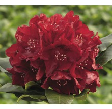Plante de rhododendron rouge en fleurs