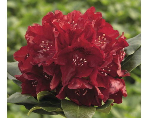 Rhododendron hybride 'Cherry Kiss' ® H 25-30 cm Co 5 l