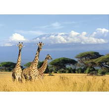 Drei Giraffen in einer Savannenlandschaft mit Kilimandscharo im Hintergrund