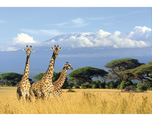 Papier peint panoramique intissé 18403 Giraffes at Kilimanjaro 7 pces 350 x 260 cm Trois girafes dans un paysage de savane avec le Kilimandjaro en arrière-plan